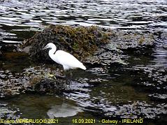 84 - Galway